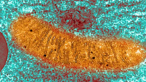 Getty Images An orange sausage shaped blob on a blue grainy background