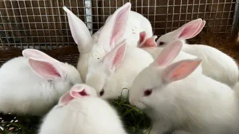 Getty The picture shows a group of six white rabbits huddled closely together inside a wire enclosure. Their fur is very clean and soft-looking, and their ears are upright and pinkish on the inside. The rabbits are gathered around, eating a pile of green grass. They appear calm and are surrounded by a mesh fence, which forms the background of the image.
