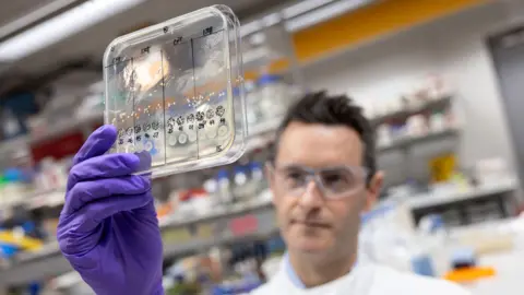 Imperial A purple gloved hand holds a clear plastic box (containing bacteria) in the near ground while behind and out of focus you can see a male scientist wearing lab coat and thick protective glasses looking at what he's holding.  