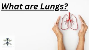 lungs