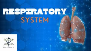 Respiratory System