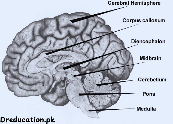 What is Brain?