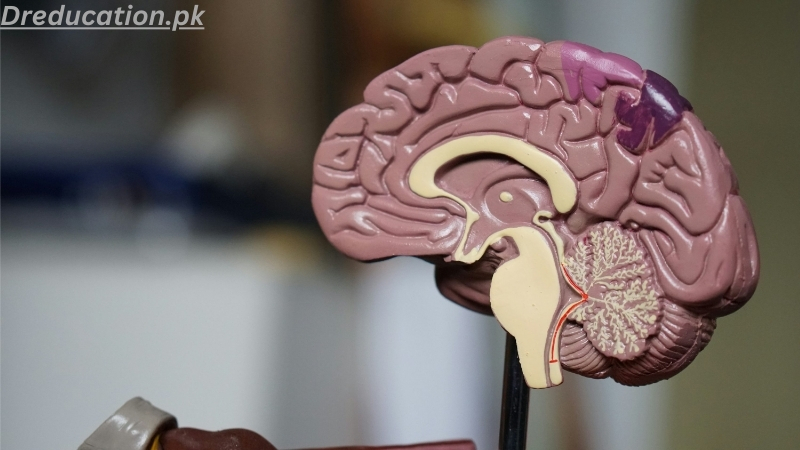 What is Brain?