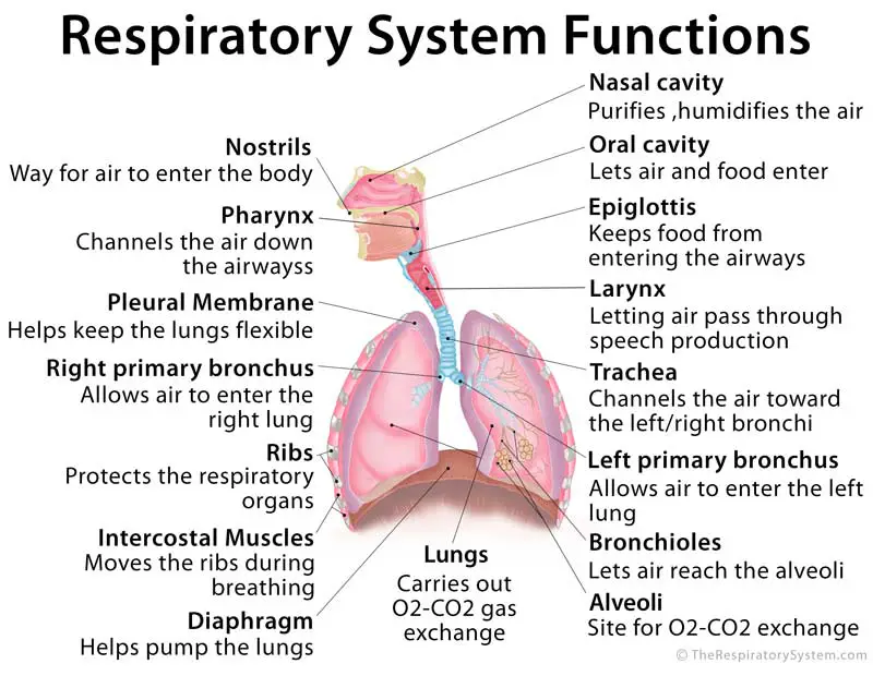 Respiratory system