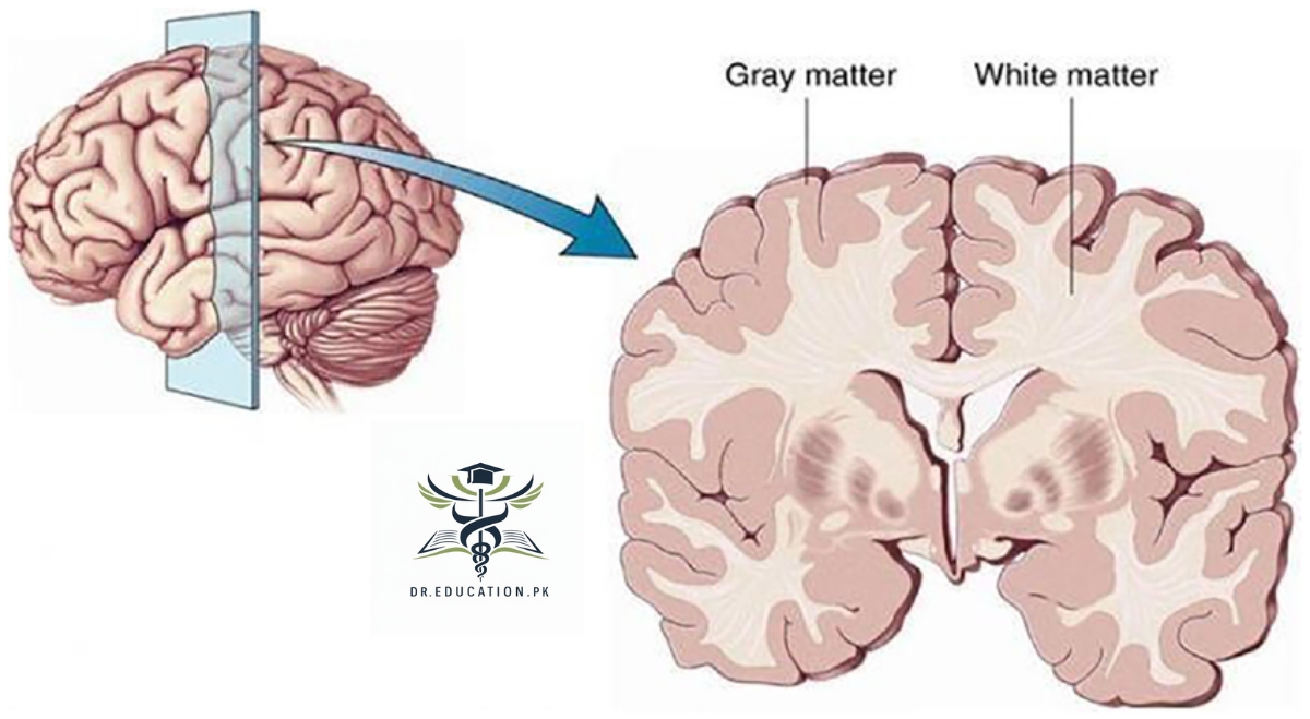 What is Brain?