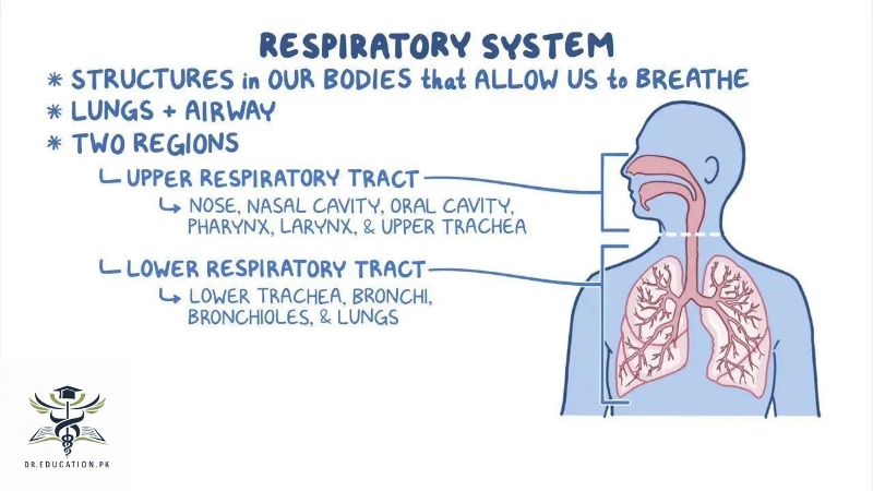 Respiratory system