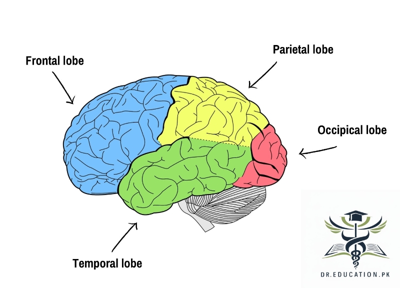 What is Brain?