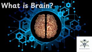 What is Brain?