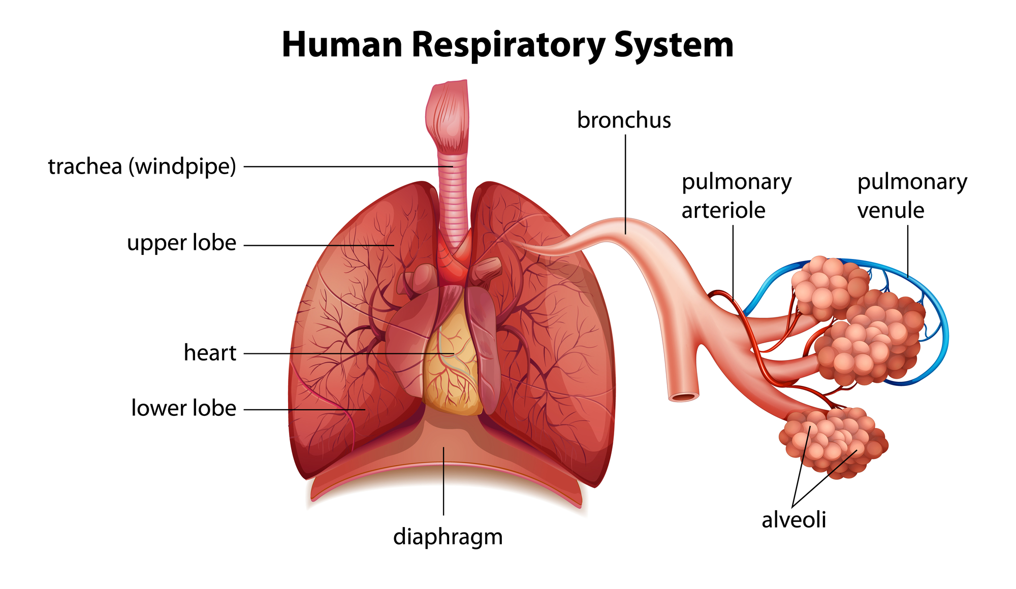 Respiratory system