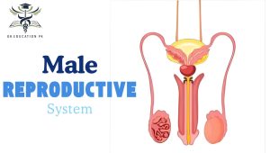 Male Reproductive System