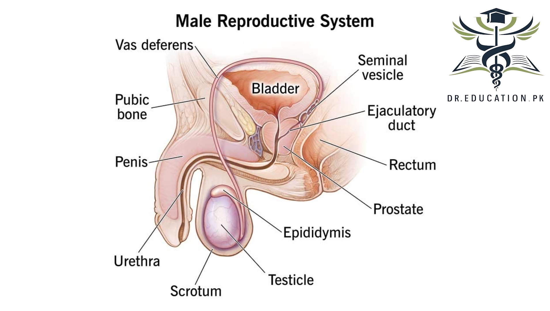 Male Reproductive System