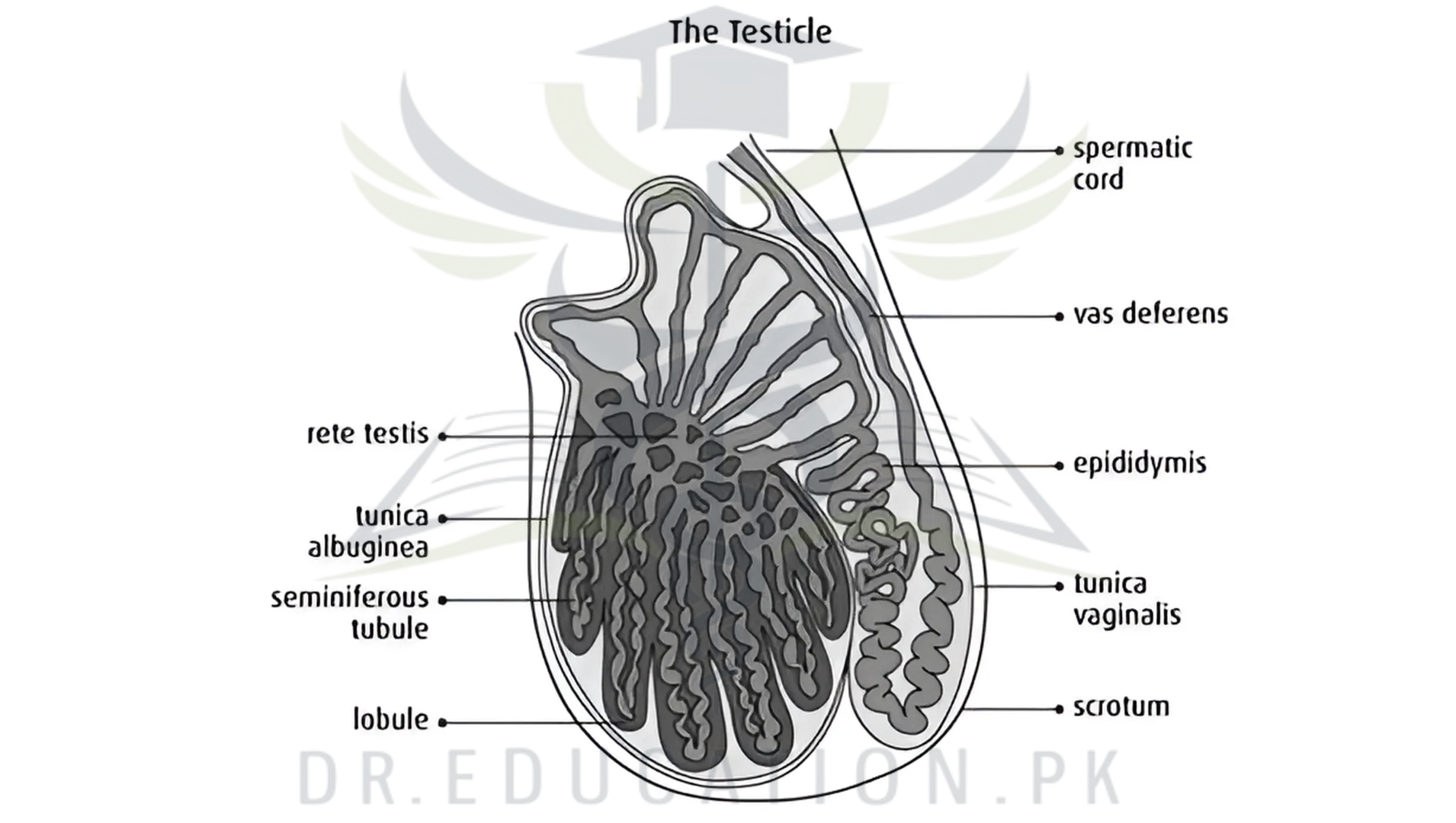 male reproductive system