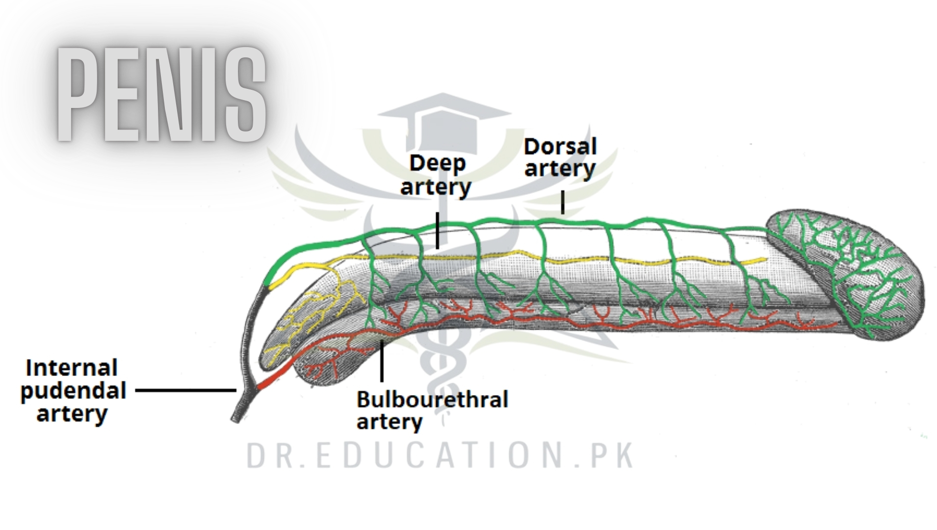 male reproductive system