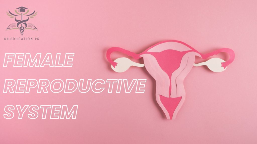 Female Reproductive System