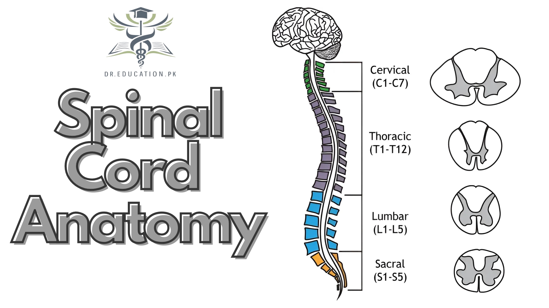 Spinal Cord
