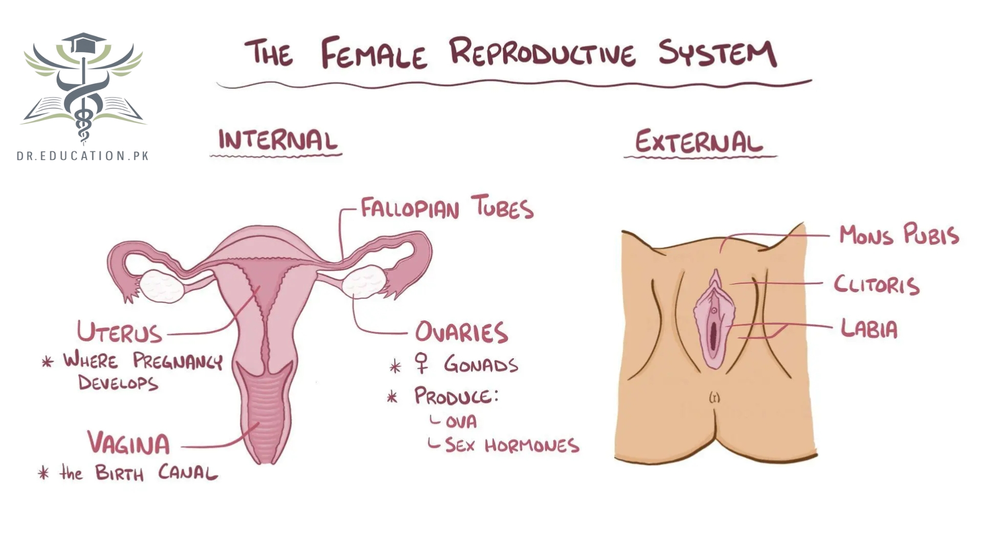 Female Reproductive System