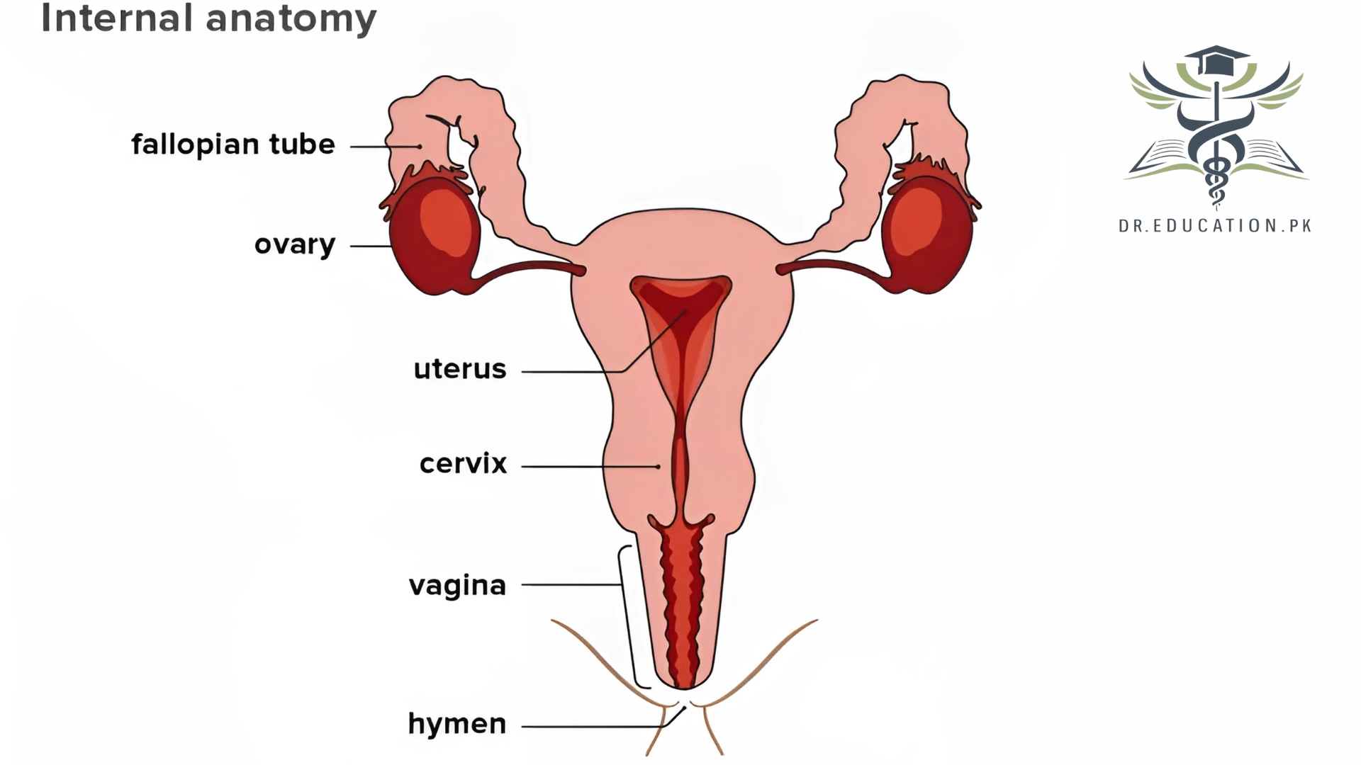 Female Reproductive System