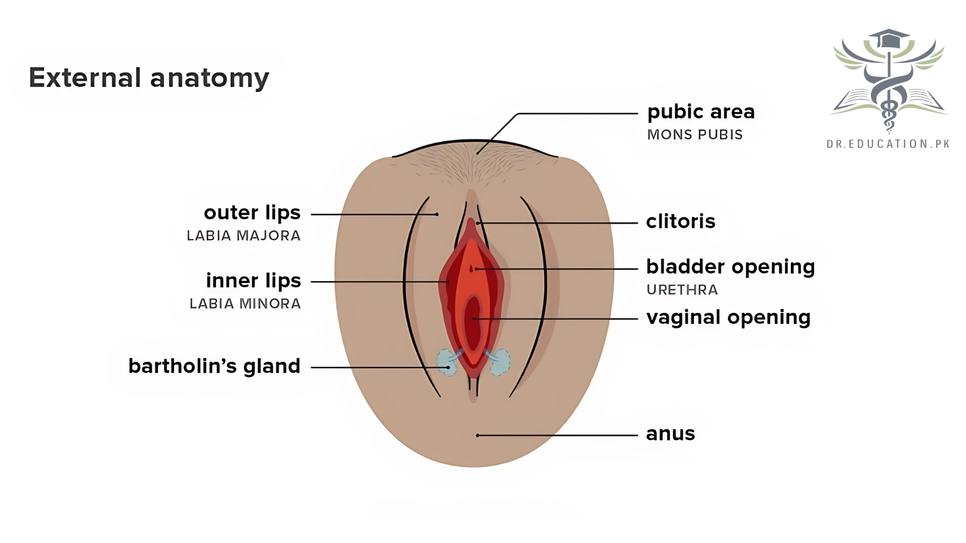 Female Reproductive System