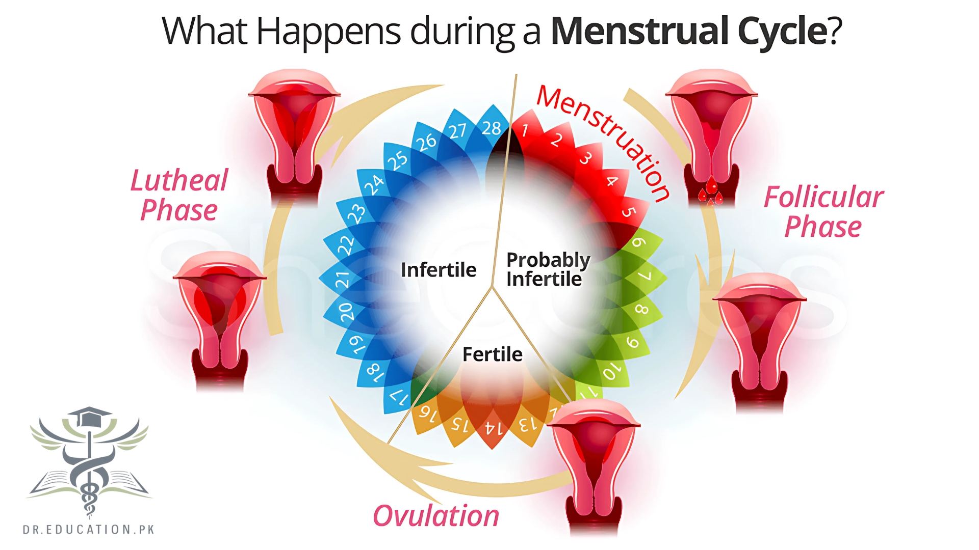 Female Reproductive System