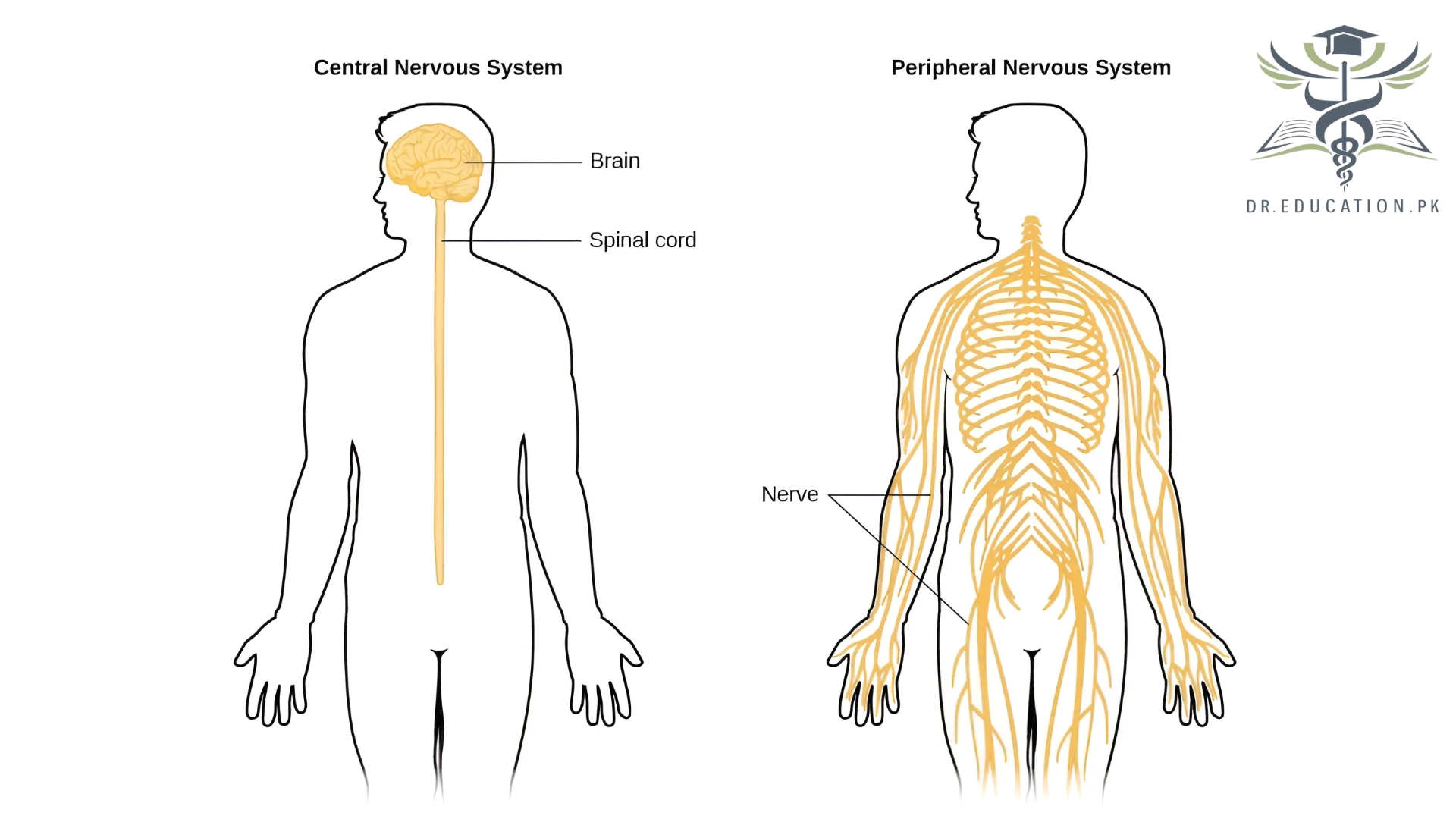 Nervous System