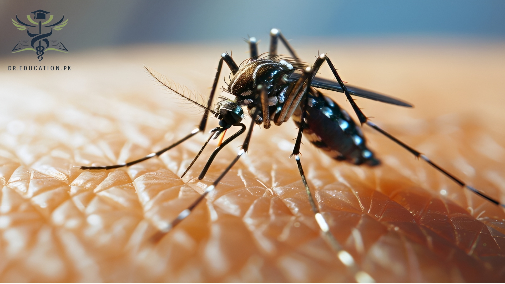 Dengue Fever