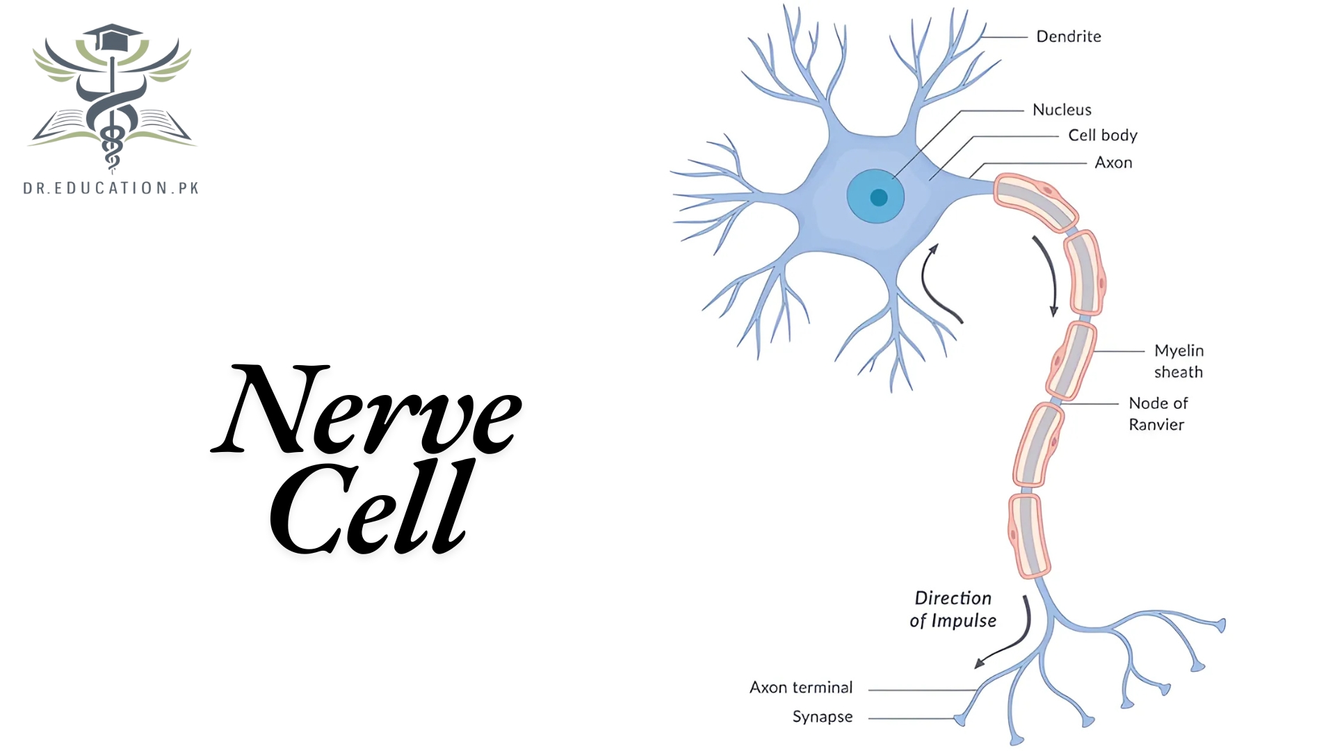 Nerve Cell