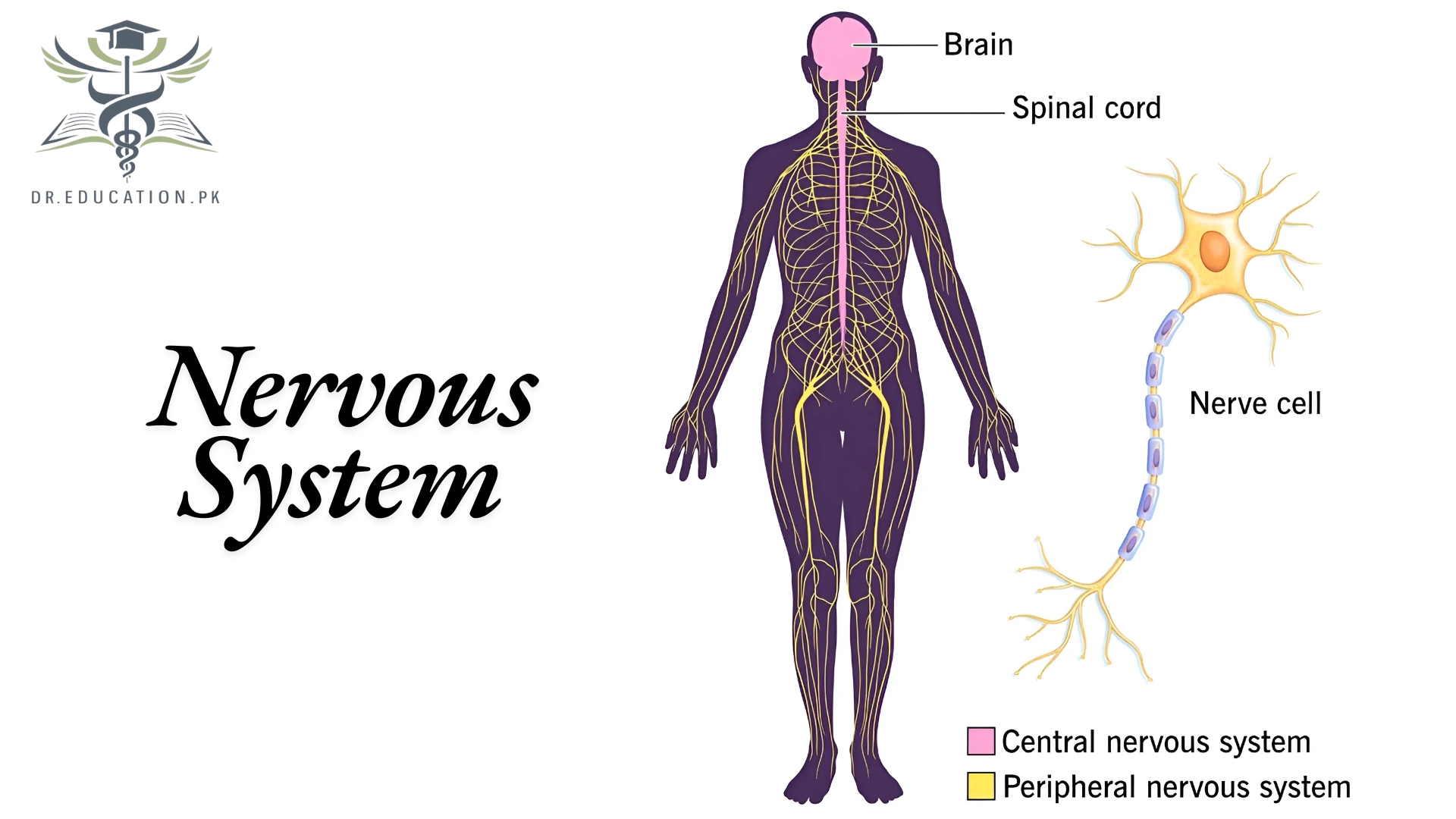Nervous System